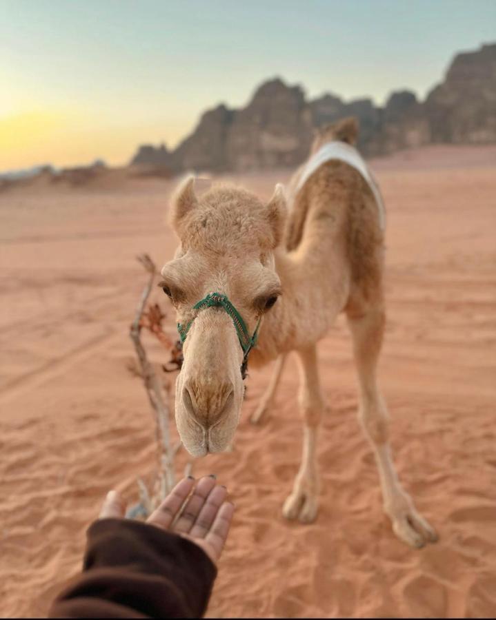 Wadi Rum Desert Camp מראה חיצוני תמונה