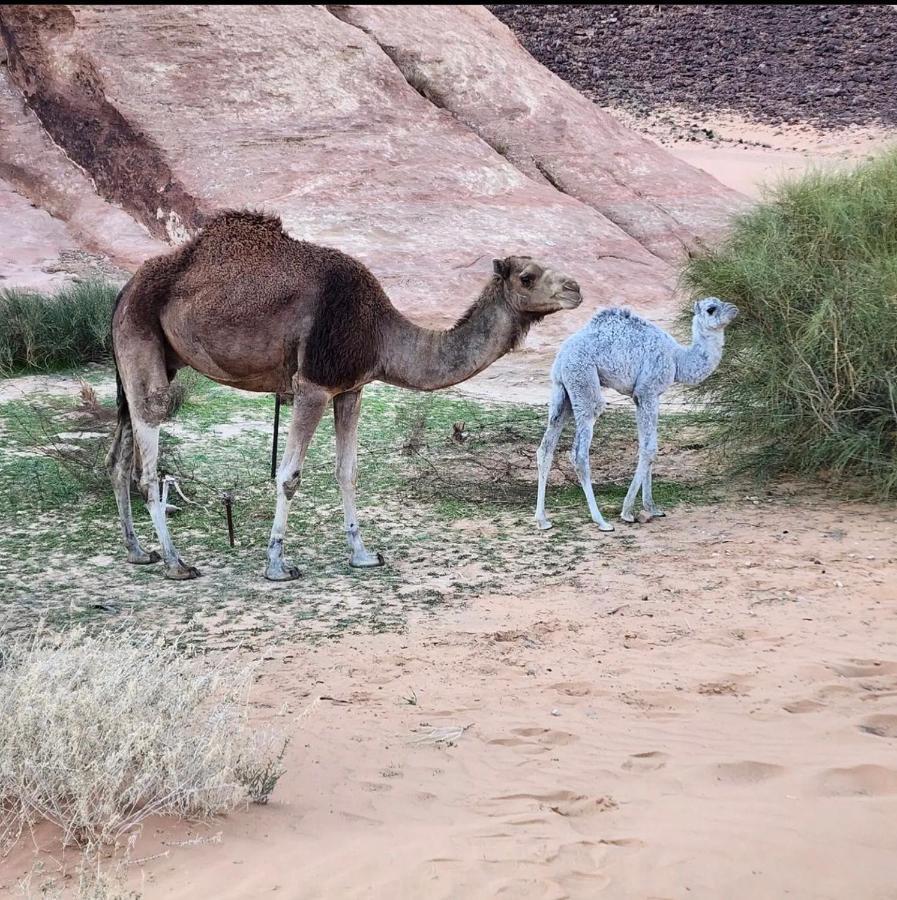 Wadi Rum Desert Camp מראה חיצוני תמונה